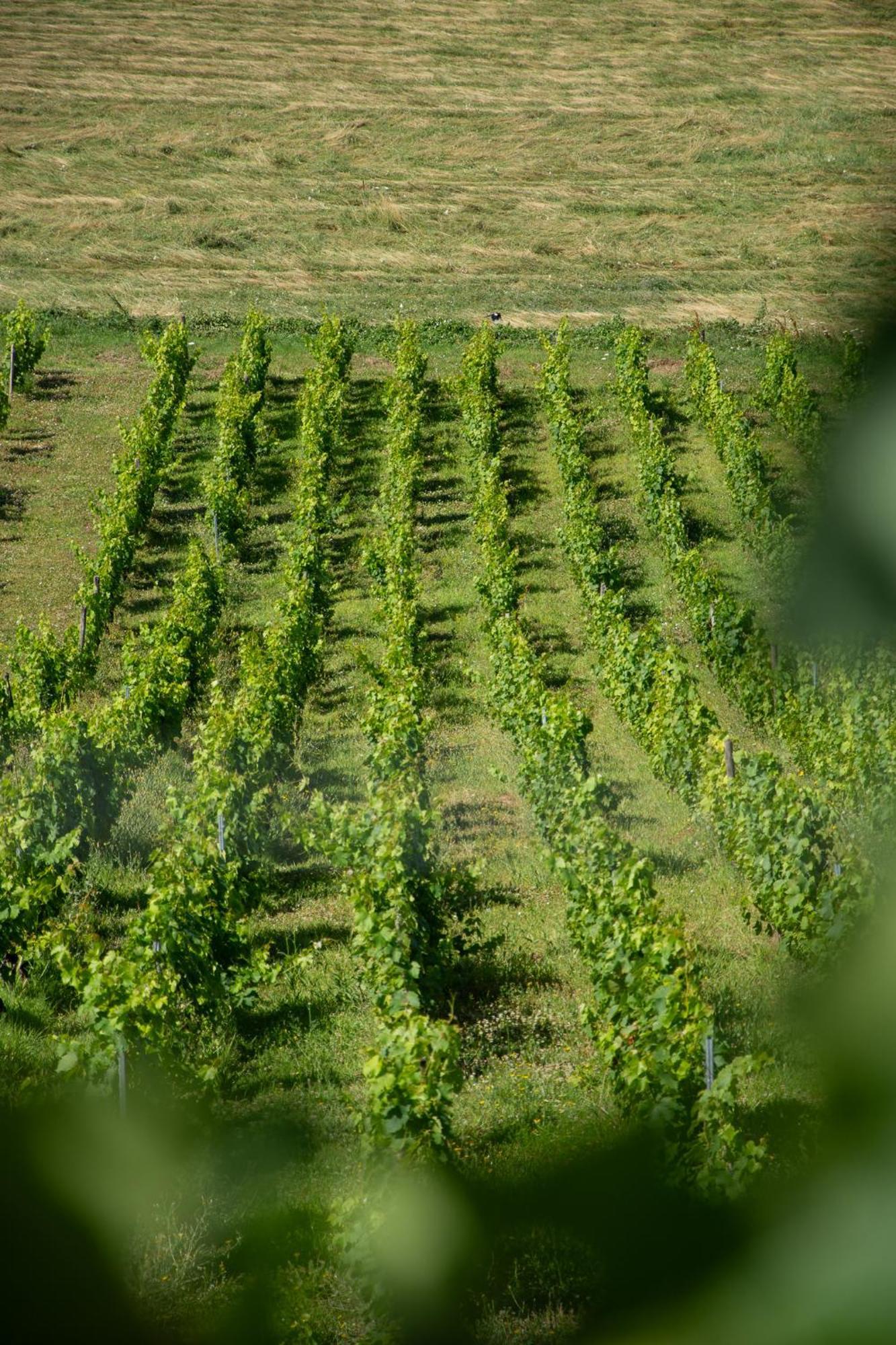 Les MarchesDomaine Des Granges Longes公寓 外观 照片